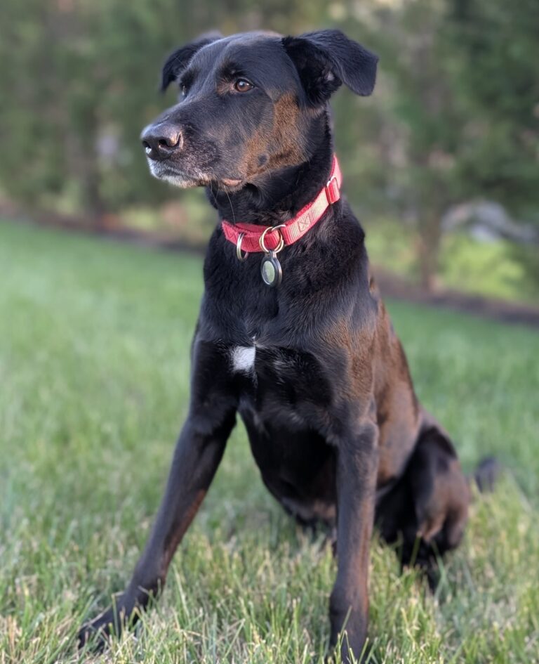 Headshot of Loki Singh Negi, Chief Joy Officer of Executive Home Care of Chester County